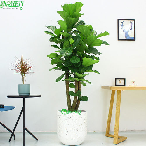 【上海送货上门】绿植盆栽琴叶榕