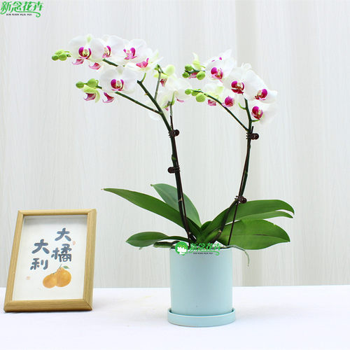 上海专车送蝴蝶兰花卉盆栽绿植