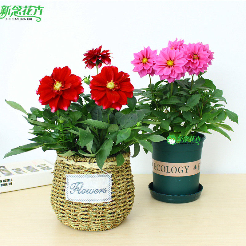 新念 小丽花盆栽阳台庭院观花花期超长小丽菊紫色黄色花