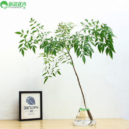 南天竹室内桌f面水养鲜切枝条比吊钟马醉木好养水培植物南天竺绿