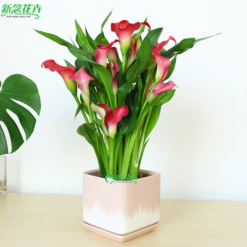 苗圃直达送货上门现场验货