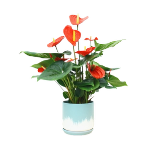 松红梅盆栽 花开三色 澳洲寒梅花苗庭院阳台花卉植物花园上海花卉