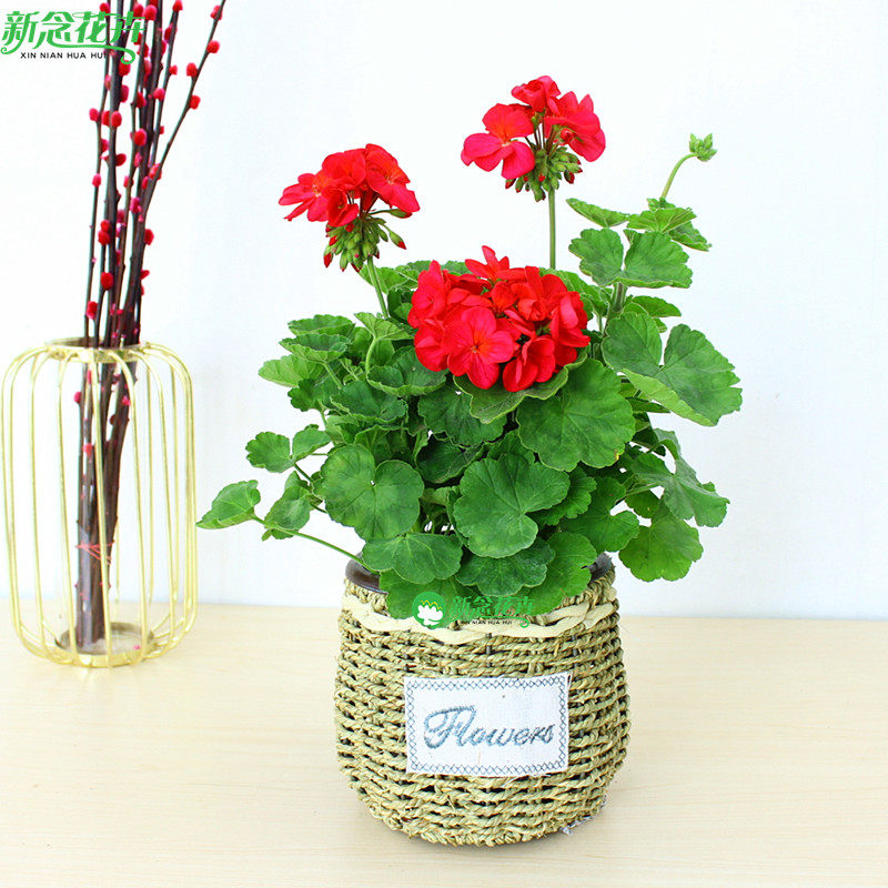 大花天竺葵 重瓣花卉庭院阳台四季盆栽 带花发货天竹葵