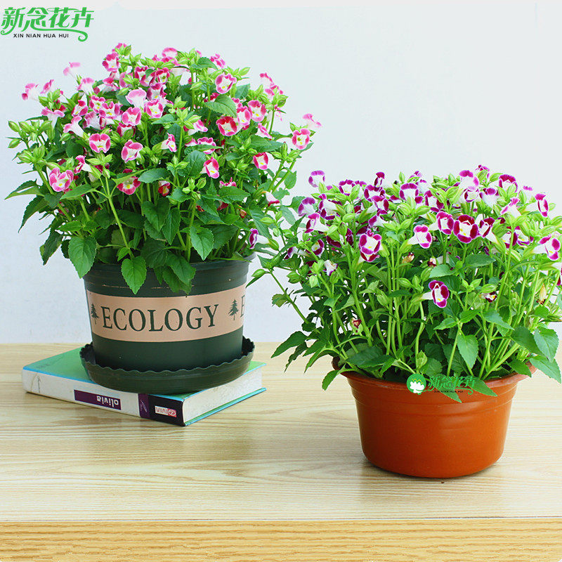 夏堇盆栽耐热喜阳花苗多年生 蝴蝶草夏瑾庭院阳台植物
