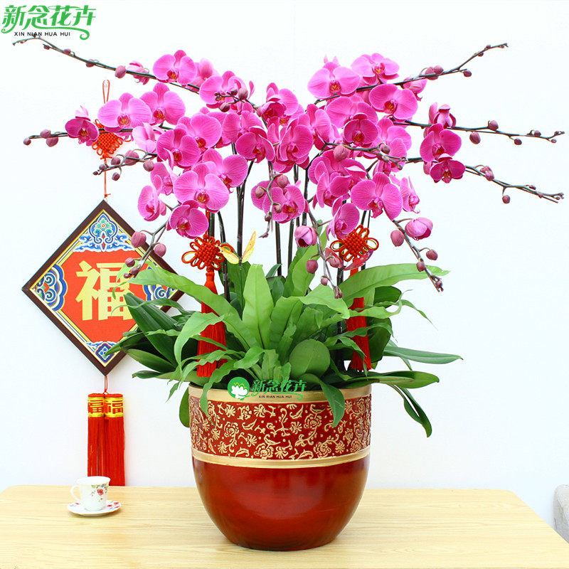 蝴蝶兰盆栽带花苞花剑名贵真鲜花开业乔迁高档花卉大盆景室内客厅