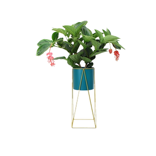 日本大叶伞保罗盆栽室内植物客厅大型落地绿植好养老桩一物一拍