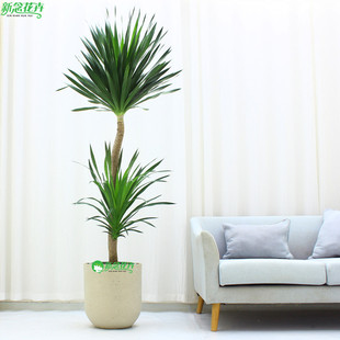 太空铁龙血树大型盆栽室内办公室四季常青网红北欧绿植吸甲醛