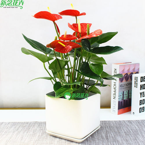 【上海同城】红掌绿植花卉盆栽