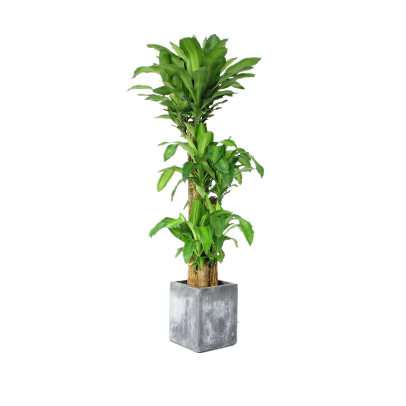 红枫树盆栽庭院植物上海同城绿