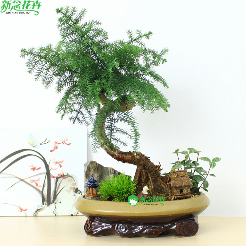 新念客厅四季常青净化空气澳洲杉