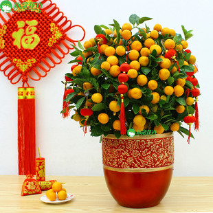 金桔盆栽年宵花卉盆栽果树四季观赏小金橘盆景小金橘上海直达