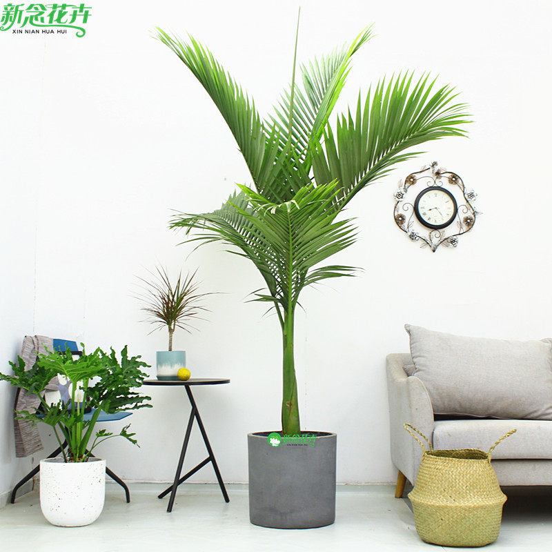 槟榔树椰子树盆栽热带北欧风室内大型植物好养绿植花卉