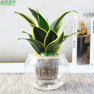 新念荷花兰办公室内客厅绿植盆栽花卉植物金边短叶虎尾兰