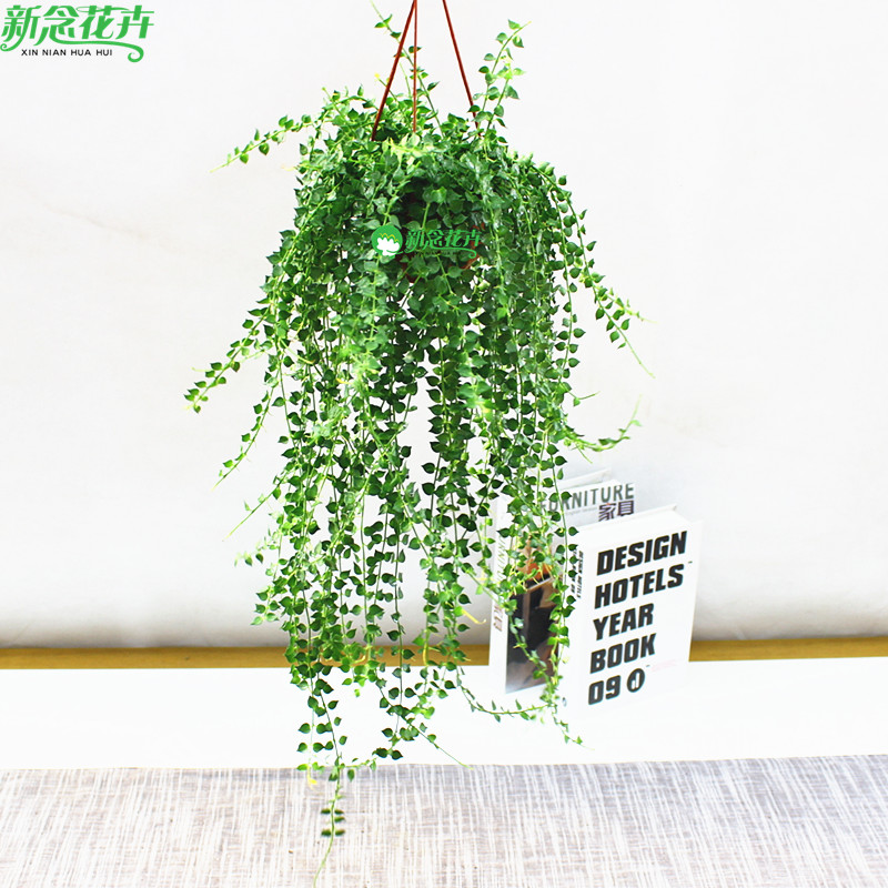 新念心形奇趣百万星串钱藤一串心盆栽多肉植物精致优雅绿植