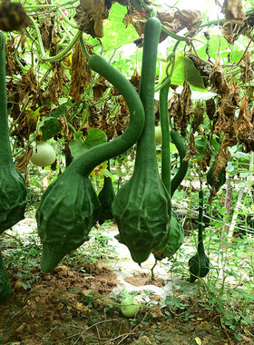 鹤首葫芦种子天鹅葫芦籽油锤葫芦瓠子葫芦瓢胡芦勒扎瓜条葫芦种子