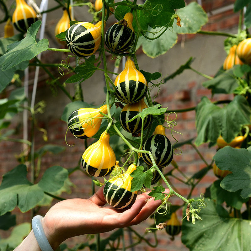 墨西哥疙瘩天然葫芦种子七彩鸡蛋葫芦娃籽飞碟文把玩阳台盆景观赏