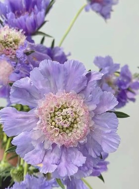 高加索蓝盆花大花切花型多年生宿根耐寒植物阳台盆栽庭院地栽好养