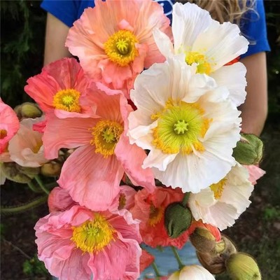 虞美人阳台花园地栽宿根好养耐寒