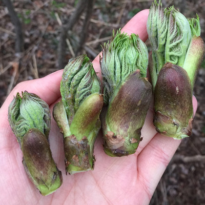 溪味道新鲜1斤东北山野菜刺龙芽