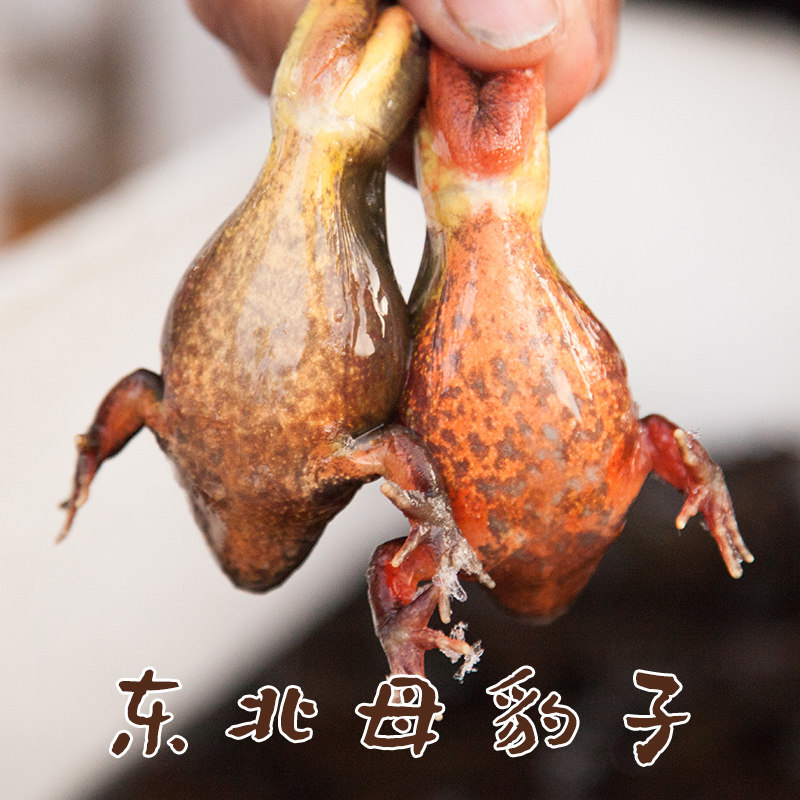 溪味道东北蛤蟆母豹子带油带籽林蛙鲜活雪蛤冷水养殖母蛙公狗子,水产肉类/新鲜蔬果/熟食,牛蛙/蛙类制品,淘宝优惠券,粉丝福利购,淘宝优惠卷