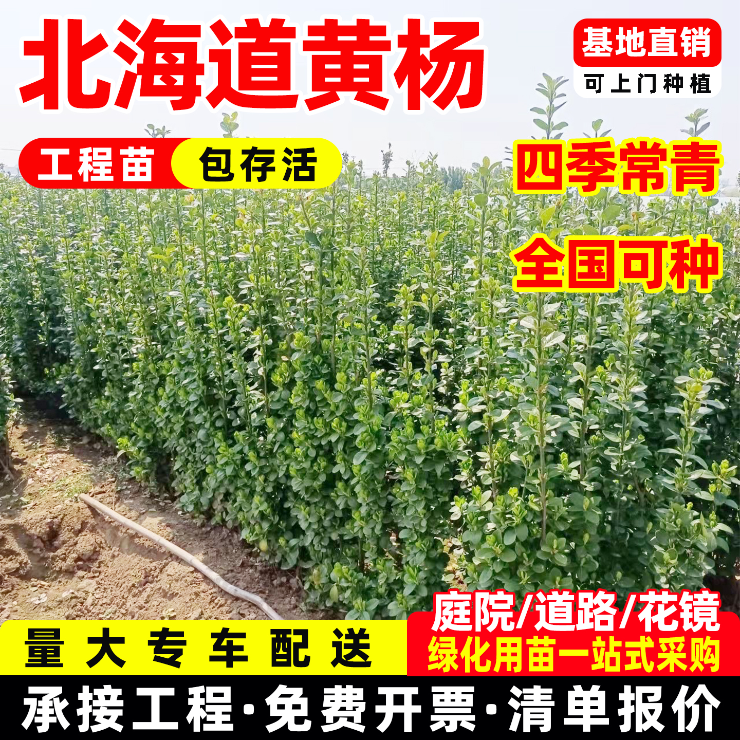 北海道黄杨冬青万年青树苗围墙篱笆大叶黄杨庭院耐寒丛生绿化常青
