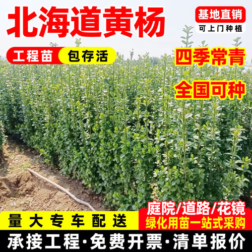 北海道黄杨冬青万年青树苗围墙篱笆大叶黄杨庭院耐寒丛生绿化常青