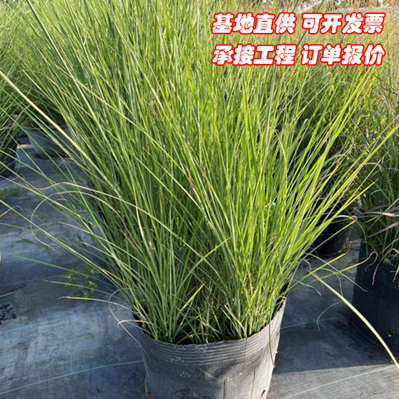 细叶芒地被植物盆栽苗京芒草绿植京羽茅庭院花镜绿化观赏草多年