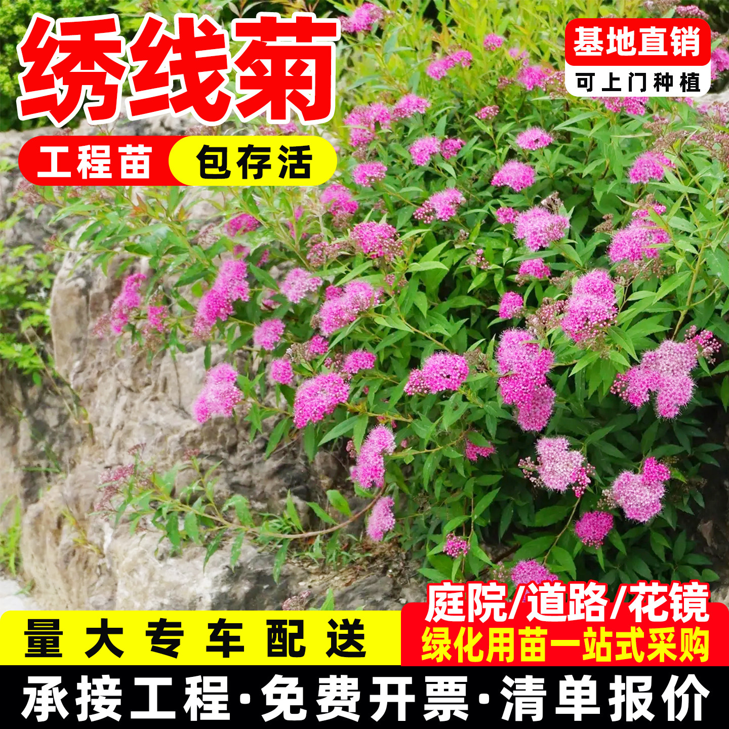 粉花绣线菊盆栽庭院绿化工程花苗金叶金焰菱叶麻叶黄金喷泉多年生图片