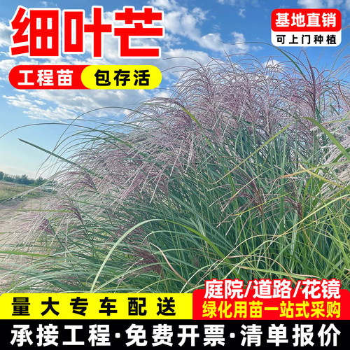 细叶芒盆栽苗京芒草京羽茅庭院花镜绿化观赏草多年生宿根地被工程