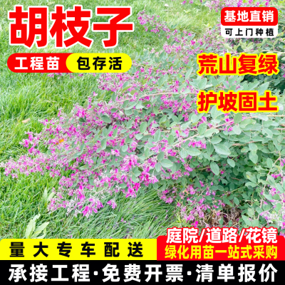 胡枝子树苗扫皮随军茶护坡固土耐贫瘠边坡复绿工程苗绿化生态修复