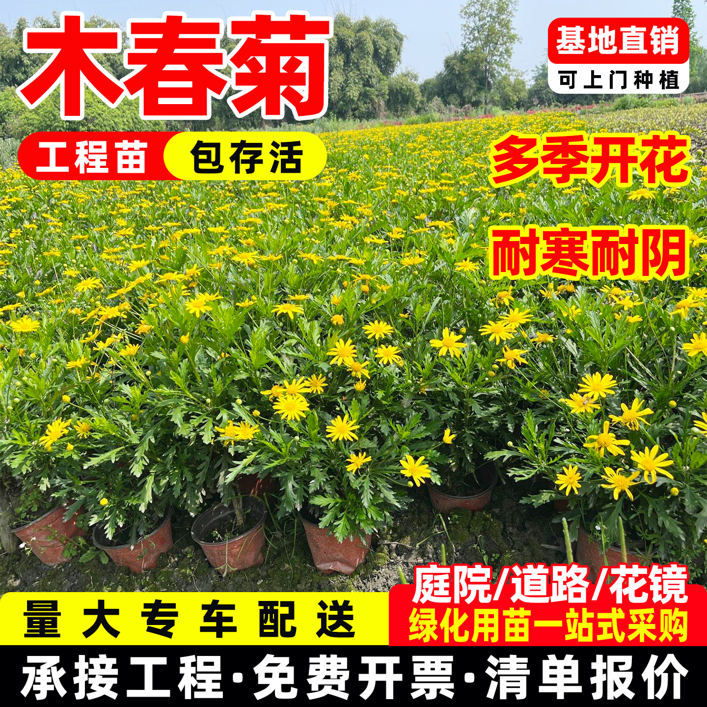 成都木春菊黄金菊茼蒿菊玛格丽特工程花卉苗四季常绿开花植物