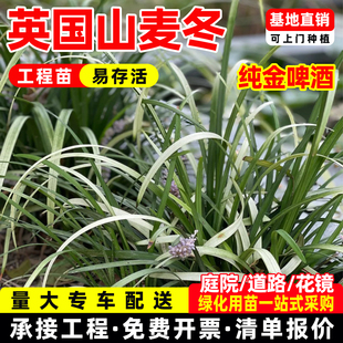 英国山麦冬盆栽啤酒麦冬绿植室外庭院花镜植物耐寒耐热绿化工程苗