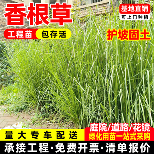 香根草苗岩兰草苗箱根草多年书水土治理矿山修复护坡固土绿化工程