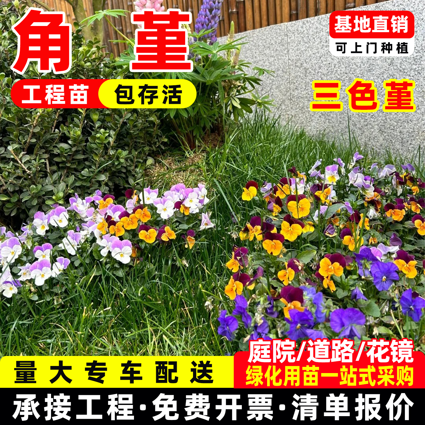 角堇花苗盆栽植物三色堇四季好养耐寒庭院阳台观赏造景花境植物