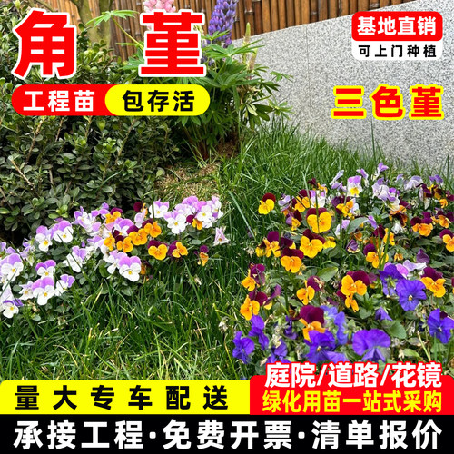 角堇花苗盆栽植物三色堇四季好养耐寒庭院阳台观赏造景花境植物