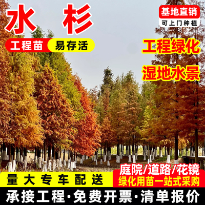 成都金叶水杉树苗落羽杉池杉