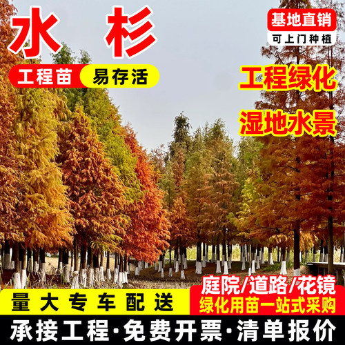 成都金叶水杉树苗落羽杉池杉