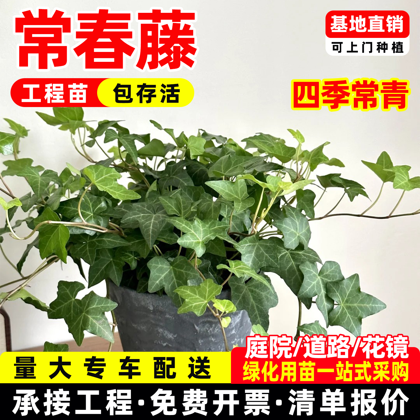 常春藤长青藤盆栽绿植垂吊爬藤植物四季常青易活好养护绿化工程
