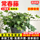 常春藤长青藤盆栽绿植垂吊爬藤植物四季 常青易活好养护绿化工程