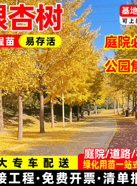 银杏树活苗白果树金叶银杏树大树庭院遮阳景观树行道树南北方种植