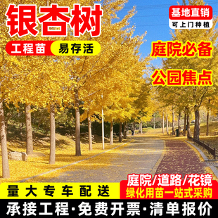 银杏树活苗白果树金叶银杏树大树庭院遮阳景观树行道树南北方种植