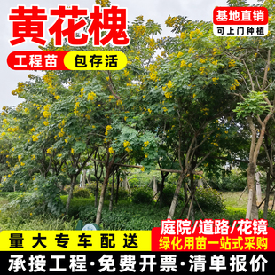 香花槐树苗庭院别墅厂区栽植景观黄花槐红花槐树花多浓香耐寒易活
