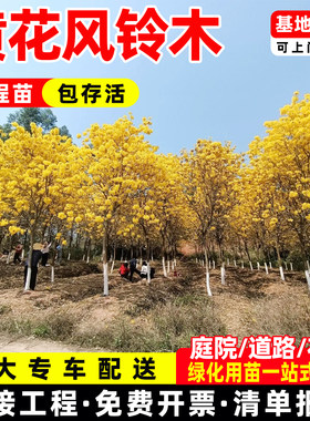 黄花风铃木树苗庭院观花
