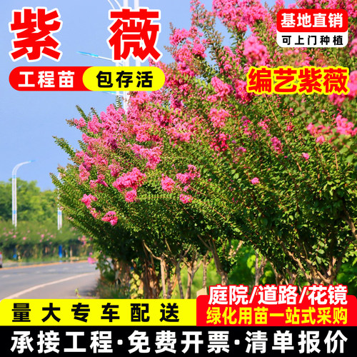 高档紫薇造型花瓶紫薇编织葫芦柱花瓶别墅庭院造型树老桩风景树苗