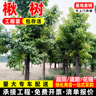 观赏楸树树苗楸桐树行道树绿化风景苗圃楸树种真植物苗木桂花树苗