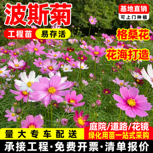 波斯菊花苗格桑花盆栽打造室外景观花海美化庭院四季易种花籽种子