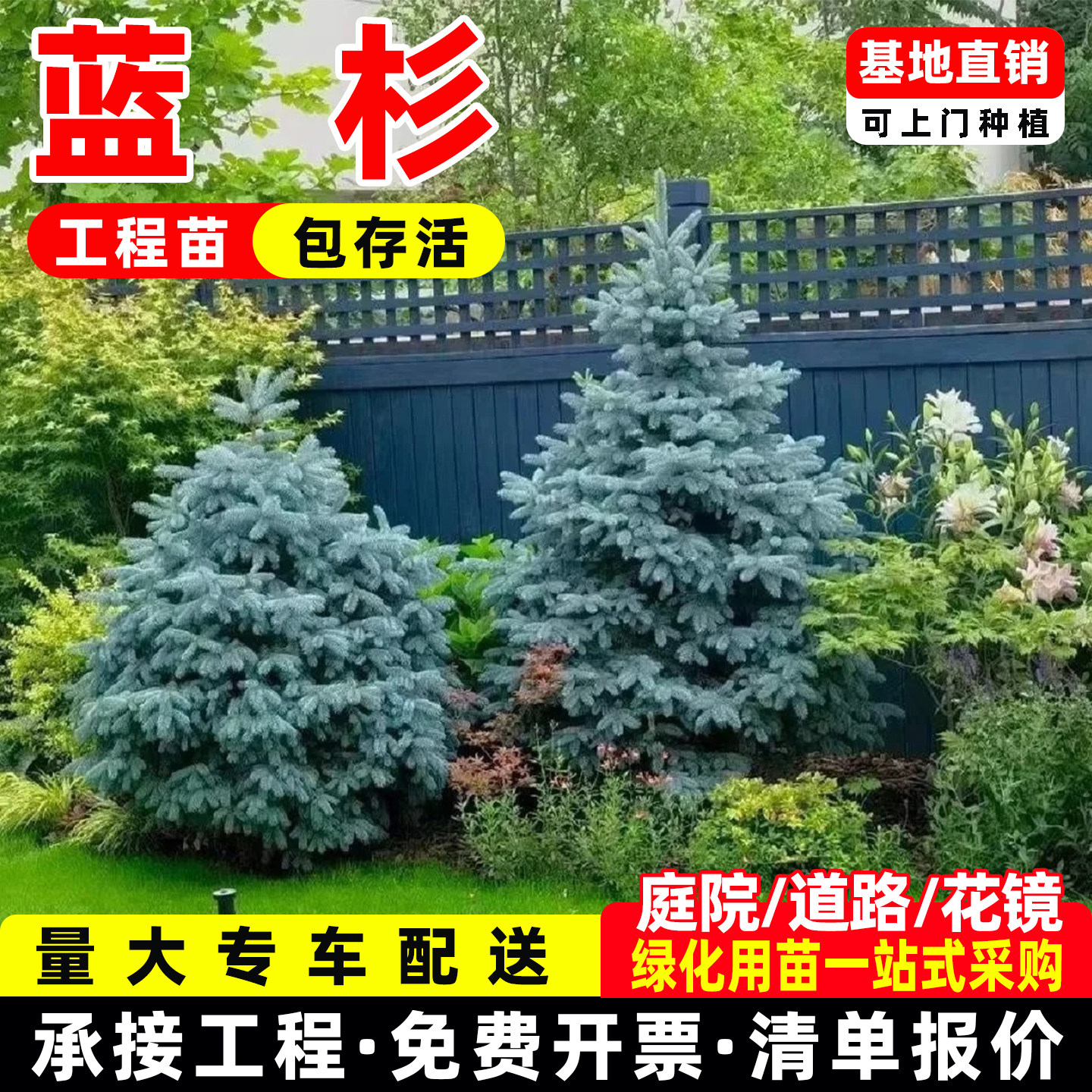 绿化苗木美国蓝杉树苗科罗拉多蓝杉小苗北美云杉高档庭院花镜工程