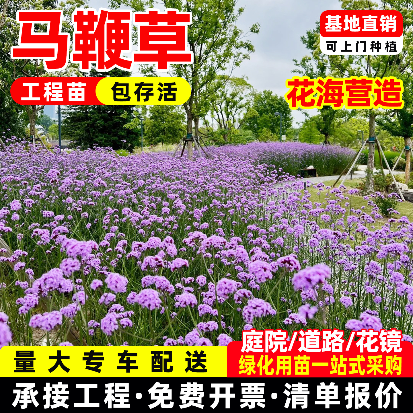 柳叶马鞭草多年生宿根盆栽苗观赏花卉盆栽花镜植物庭院绿化工程苗