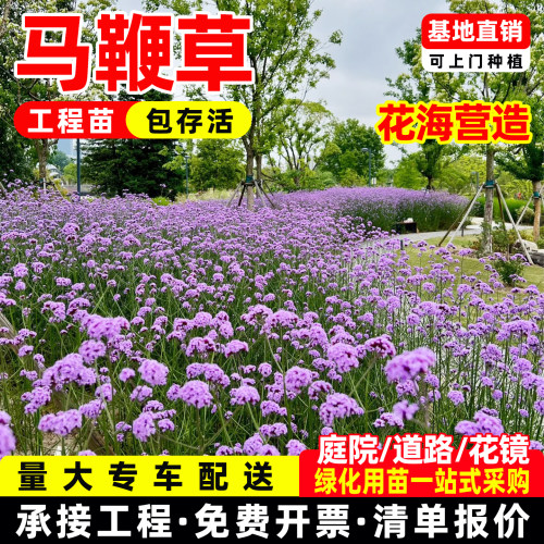 柳叶马鞭草多年生宿根盆栽苗观赏花卉盆栽花镜植物庭院绿化工程苗