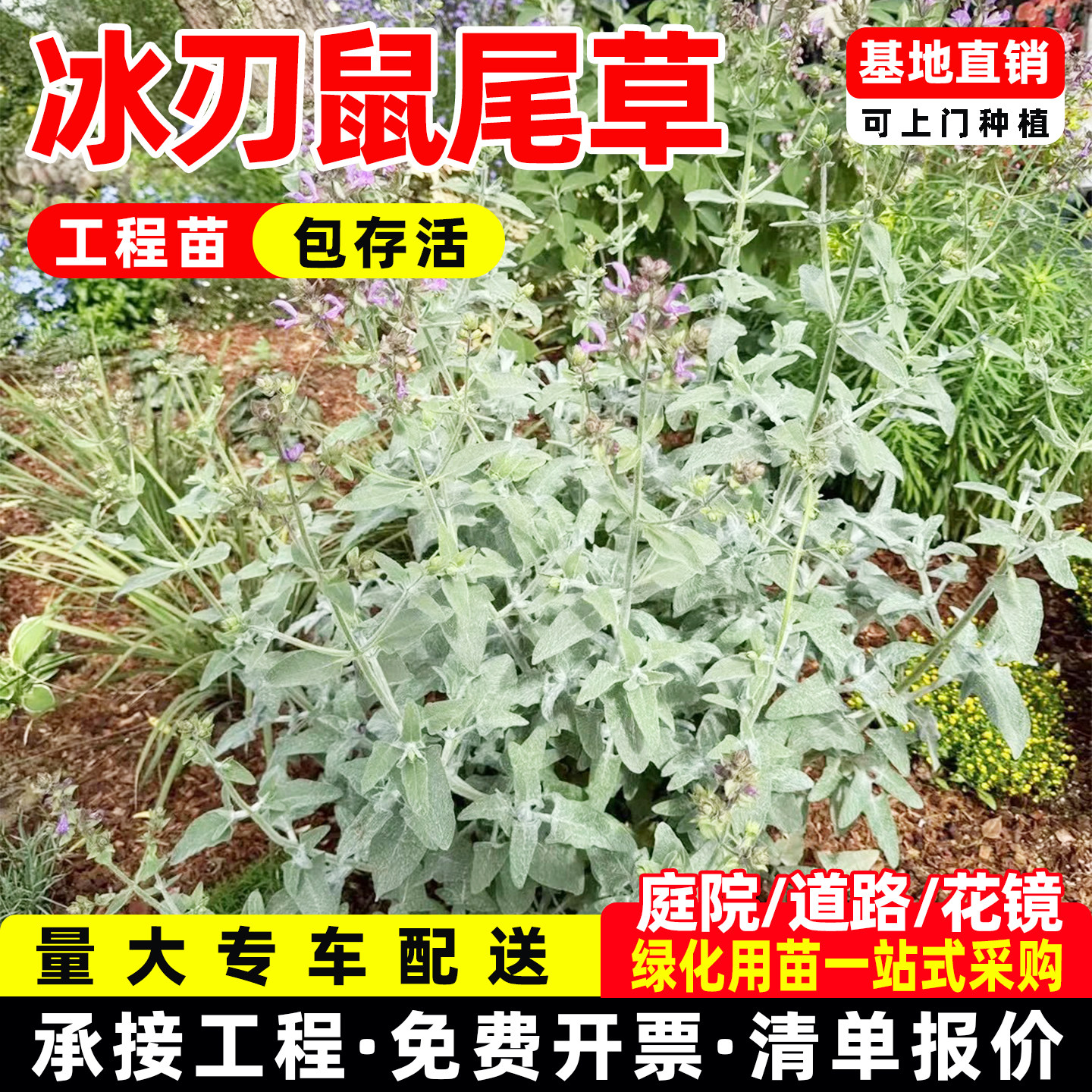 冰刃鼠尾草盆栽花苗加纳利鼠尾草多年生地被花镜宿根植物绿化工程